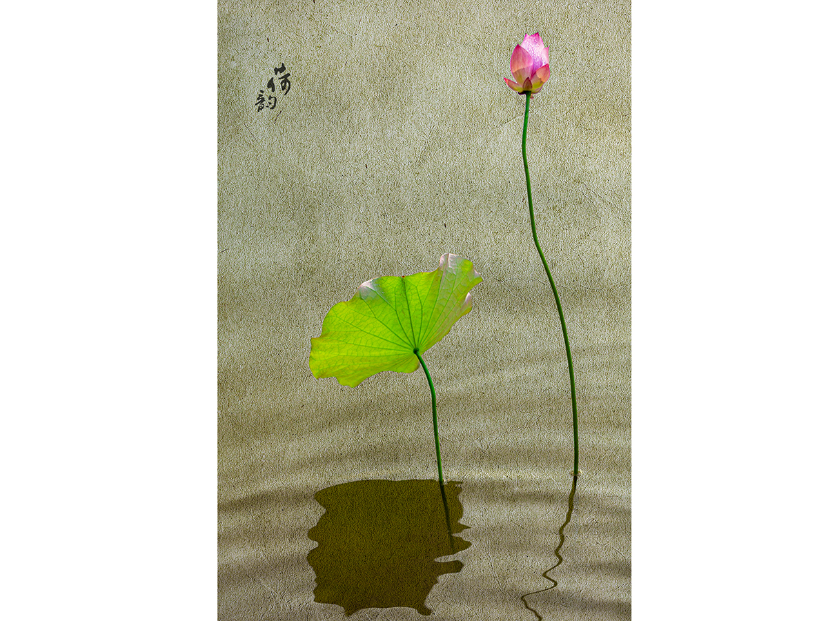 荷花创意后期制作