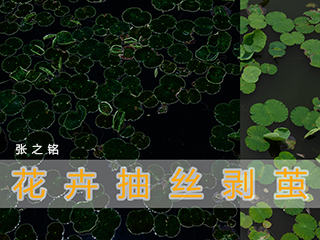 花卉抽丝剥茧