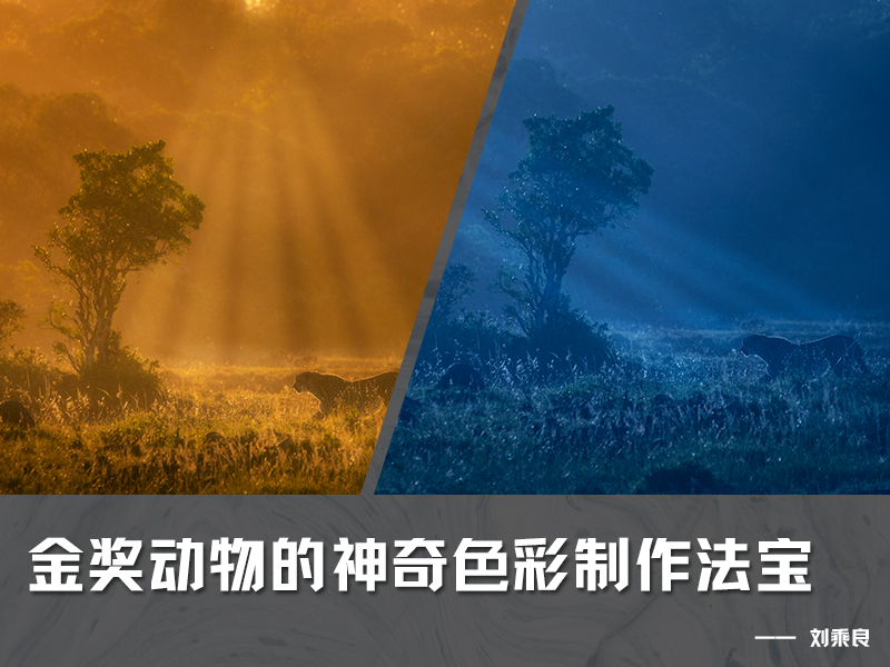 金奖动物的神奇色彩制作法宝